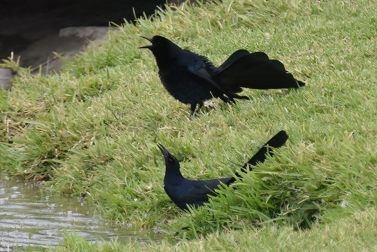 Great-tailed Grackle - ML617693478