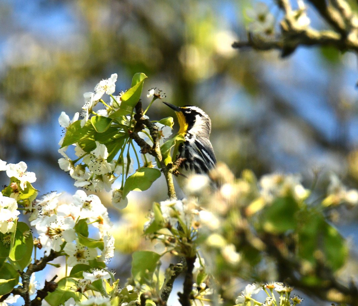 Yellow-throated Warbler - ML617693501