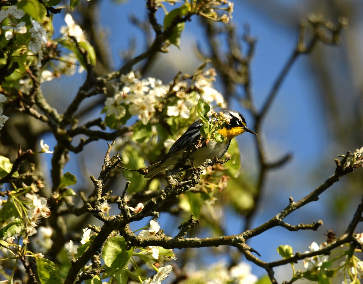 Yellow-throated Warbler - ML617693502