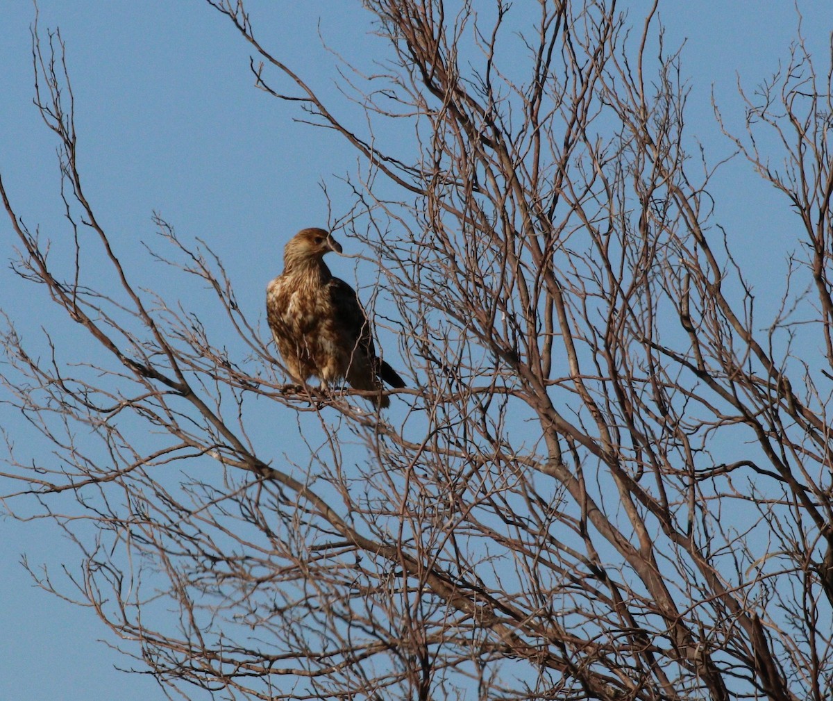 Whistling Kite - Edward Smith