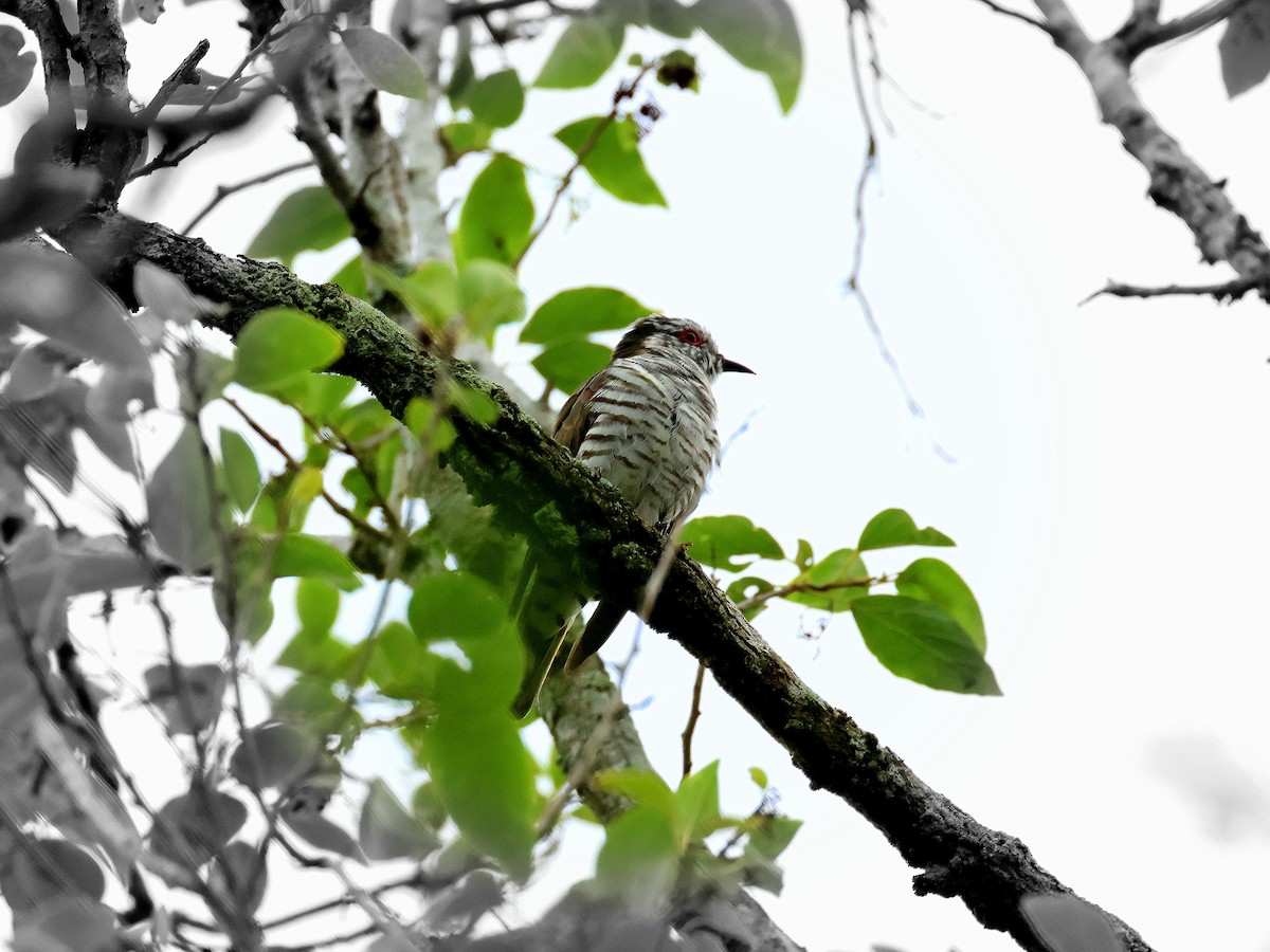 Little Bronze-Cuckoo - Geoff Butcher