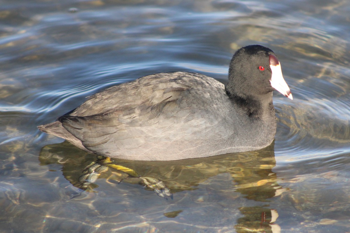 American Coot (Red-shielded) - ML617693525