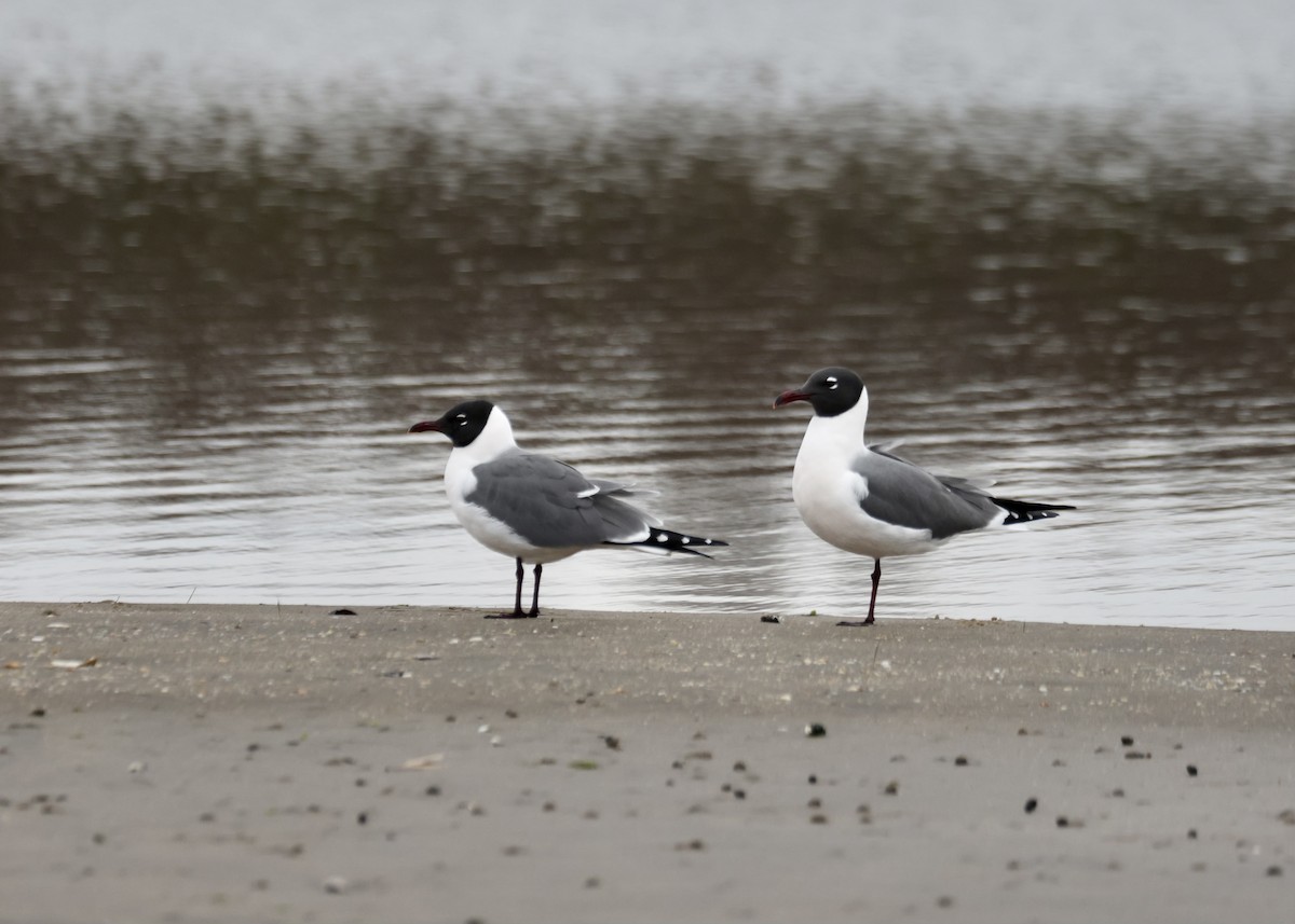 Mouette atricille - ML617693536