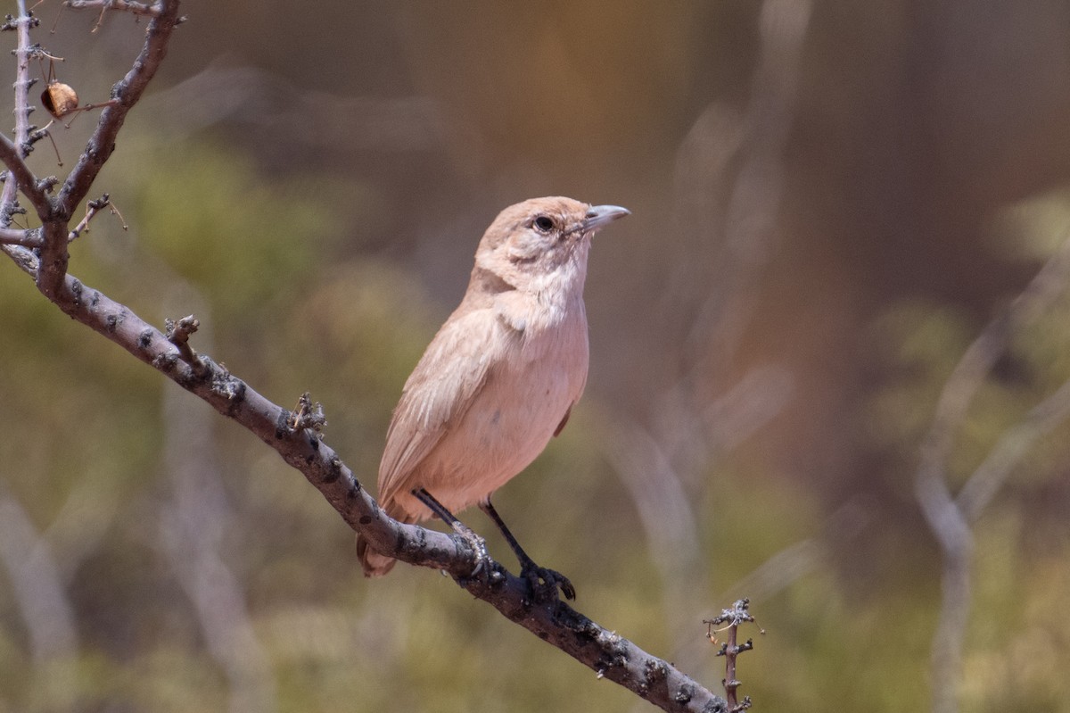 Fahltapaculo - ML617693564