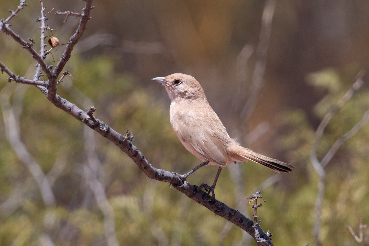 Fahltapaculo - ML617693565