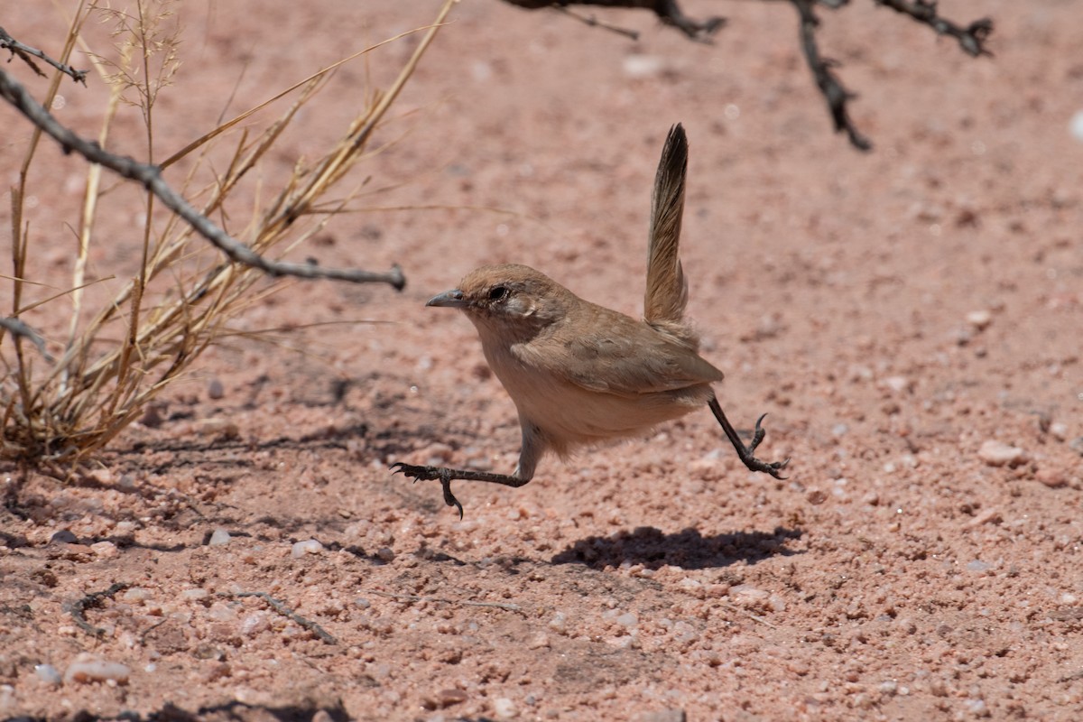 Fahltapaculo - ML617693567