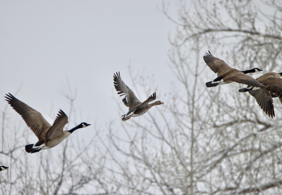 Greater White-fronted Goose - ML617693568