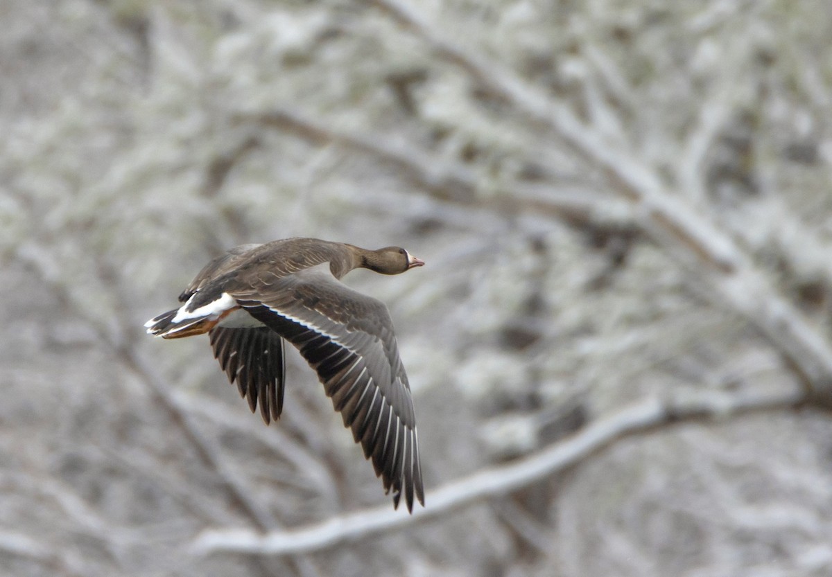 Greater White-fronted Goose - David Fraide