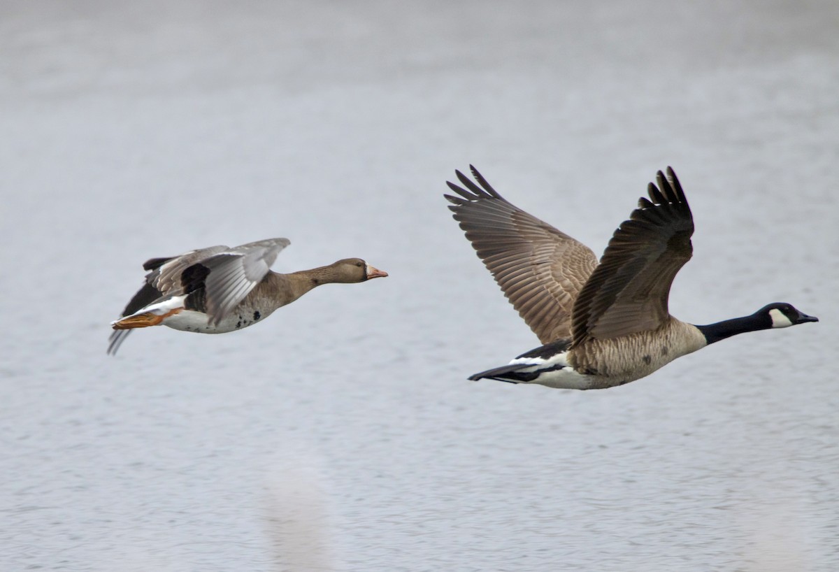 Greater White-fronted Goose - ML617693572