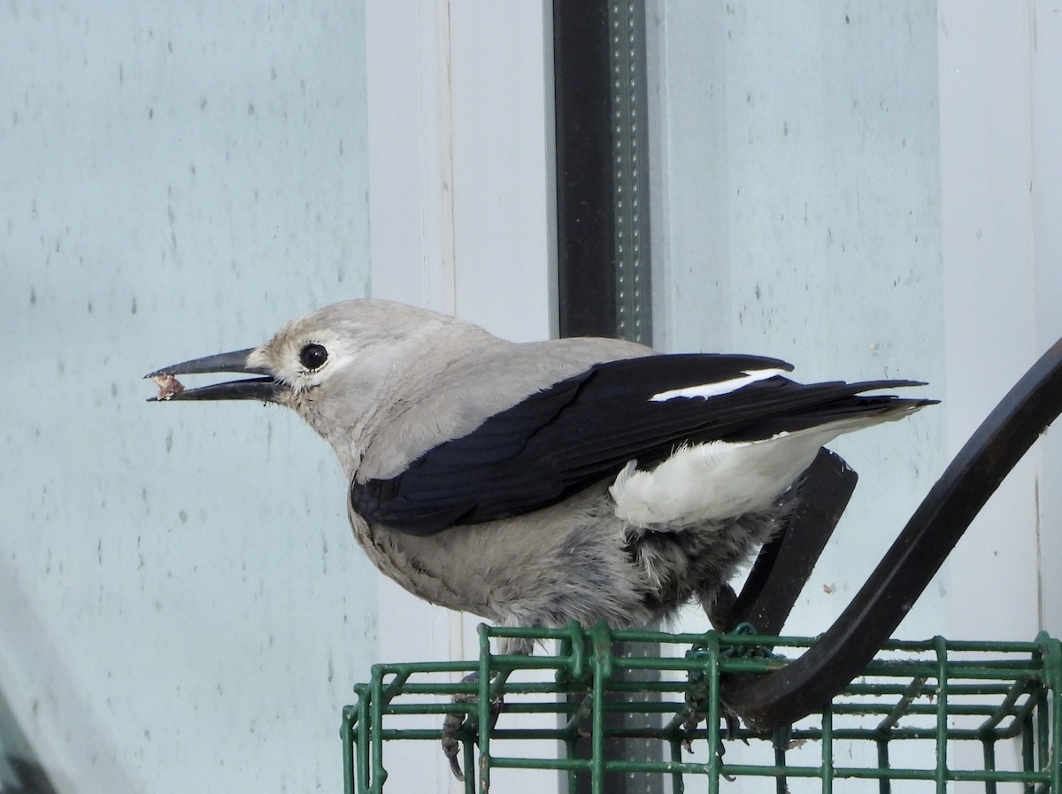 Clark's Nutcracker - Kyle Fisher