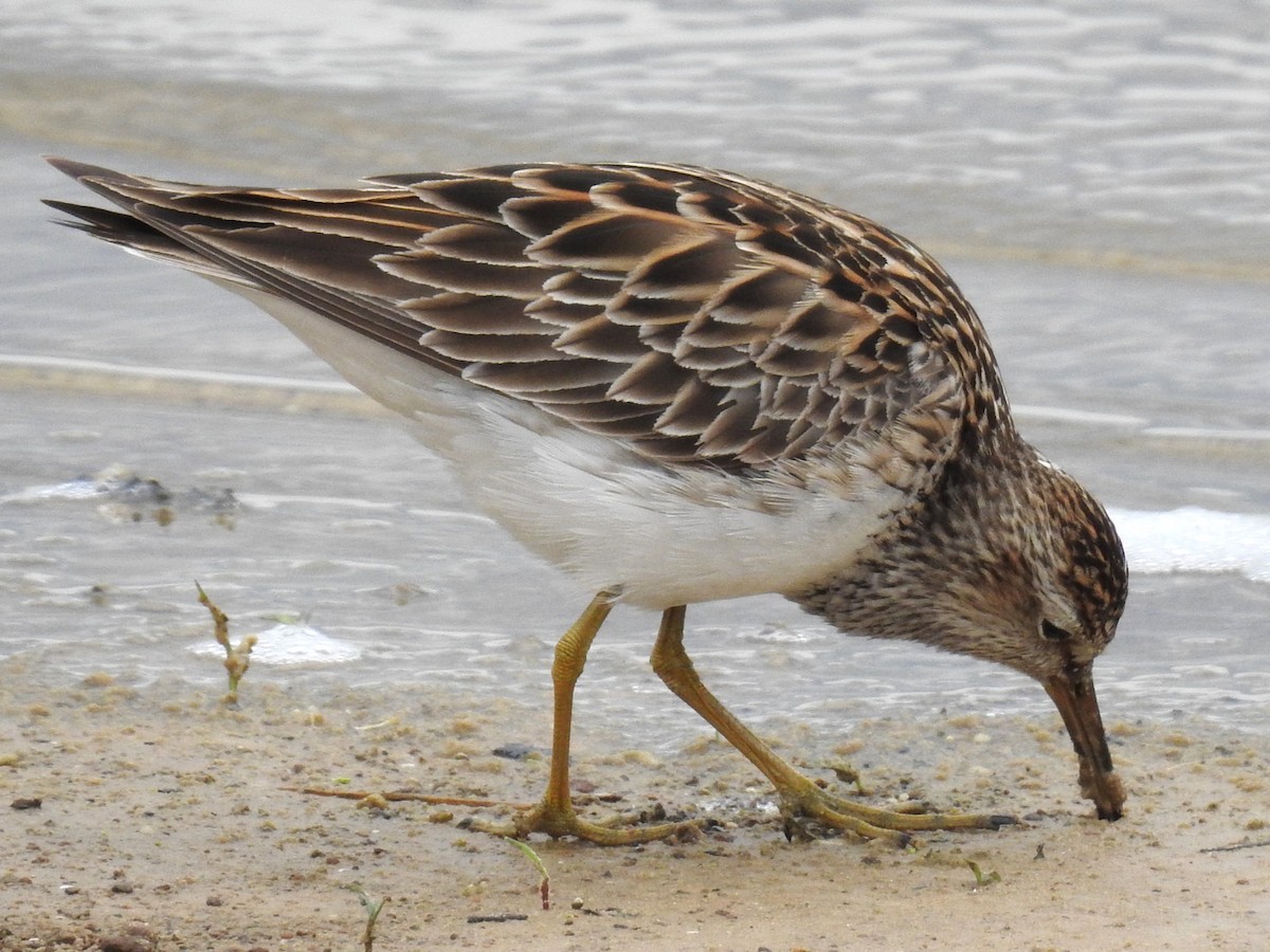 Pectoral Sandpiper - Roger Massey