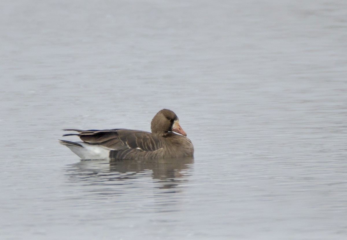 Greater White-fronted Goose - David Fraide