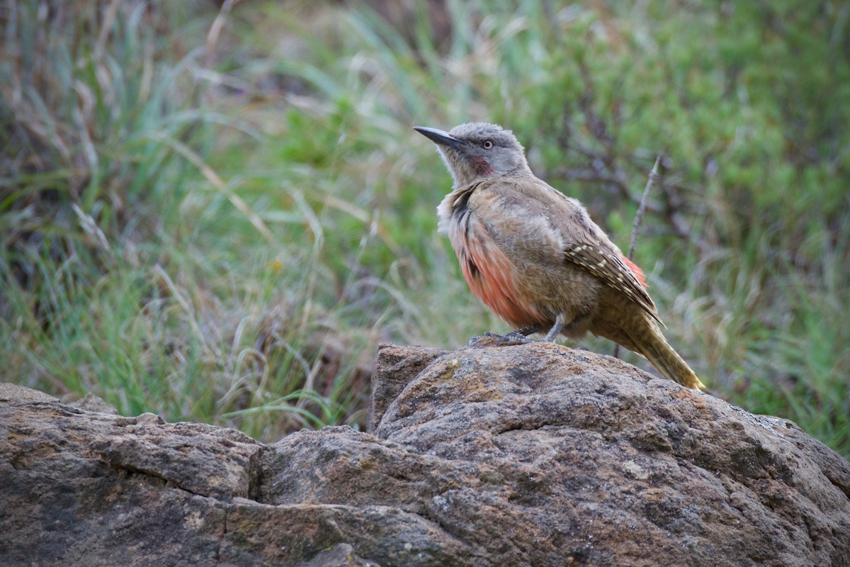 Ground Woodpecker - Jamie Baker