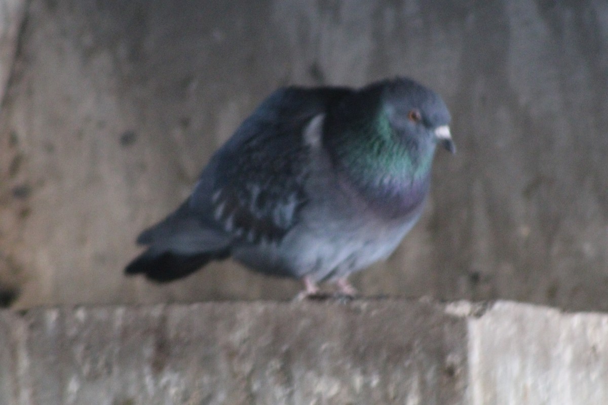 Rock Pigeon (Feral Pigeon) - ML617693617