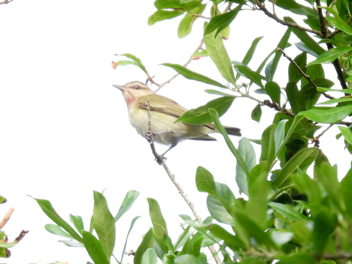 Black-whiskered Vireo - Jane Patterson