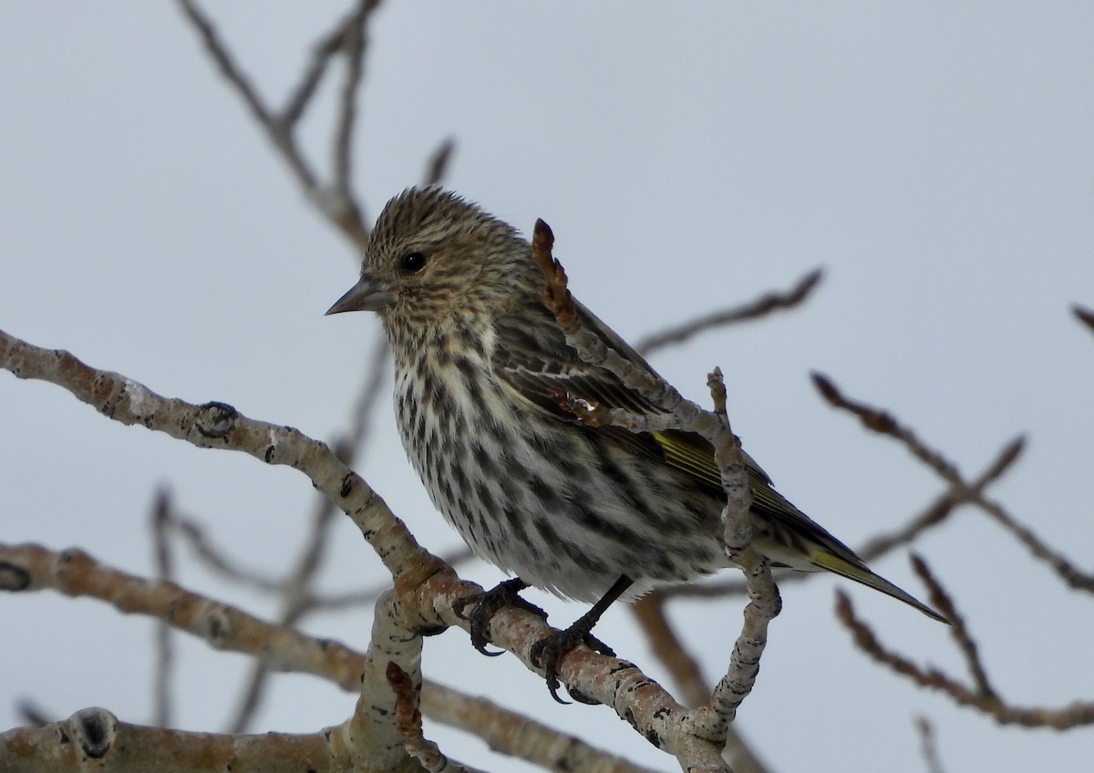 Pine Siskin - Kyle Fisher