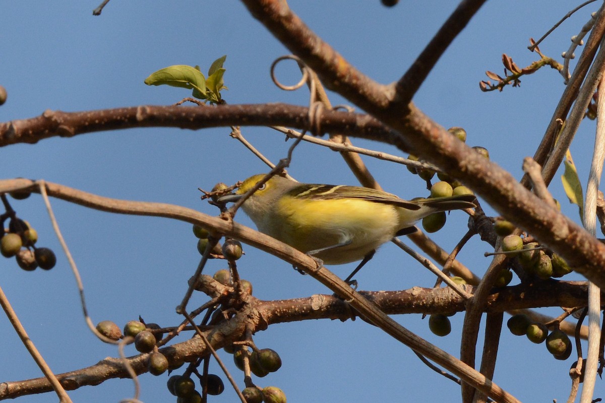 Weißaugenvireo - ML617693717