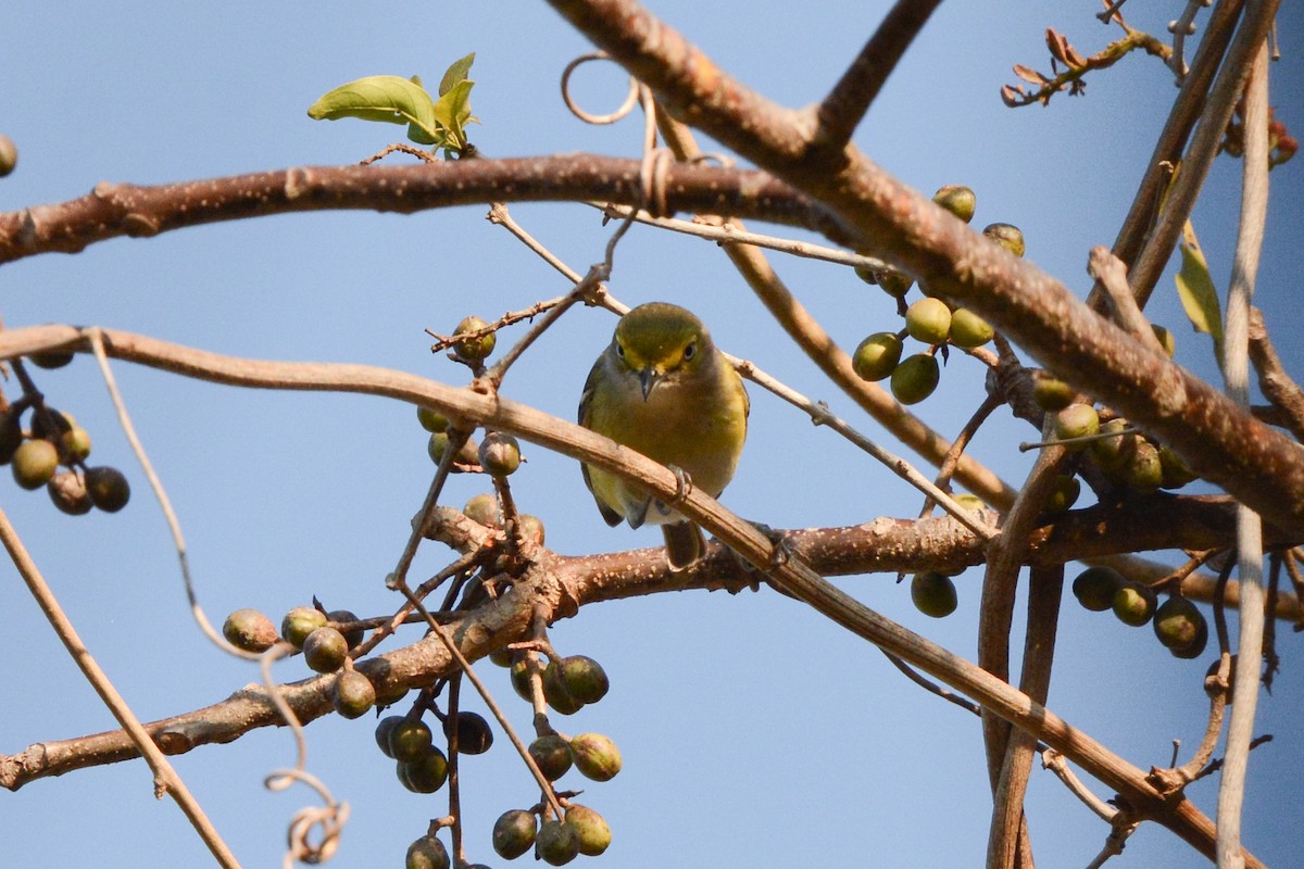 Weißaugenvireo - ML617693718