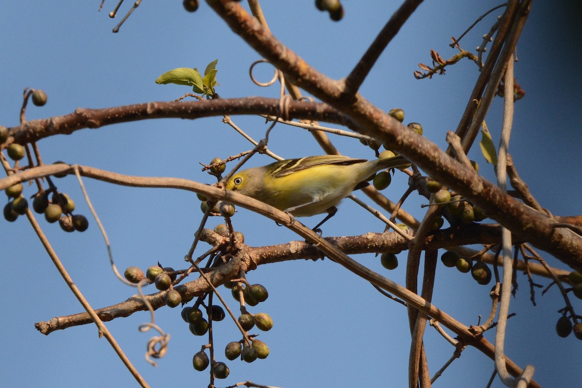 Weißaugenvireo - ML617693719