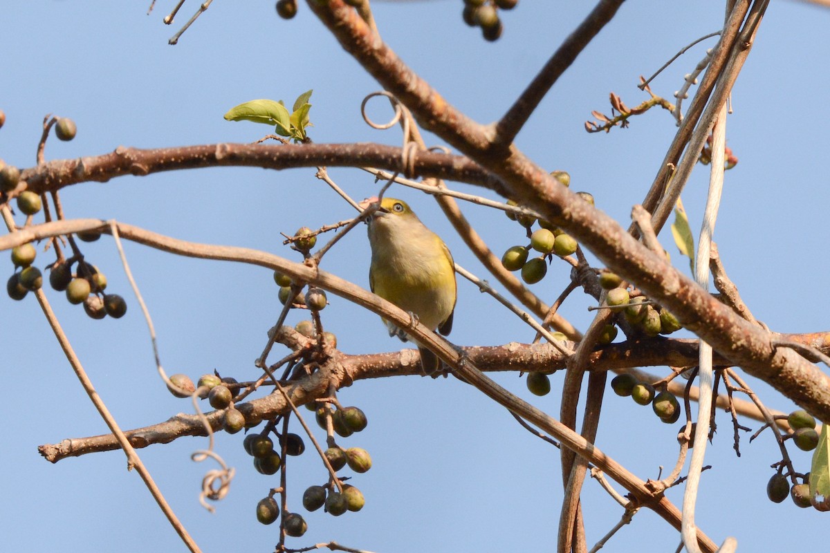 Weißaugenvireo - ML617693720