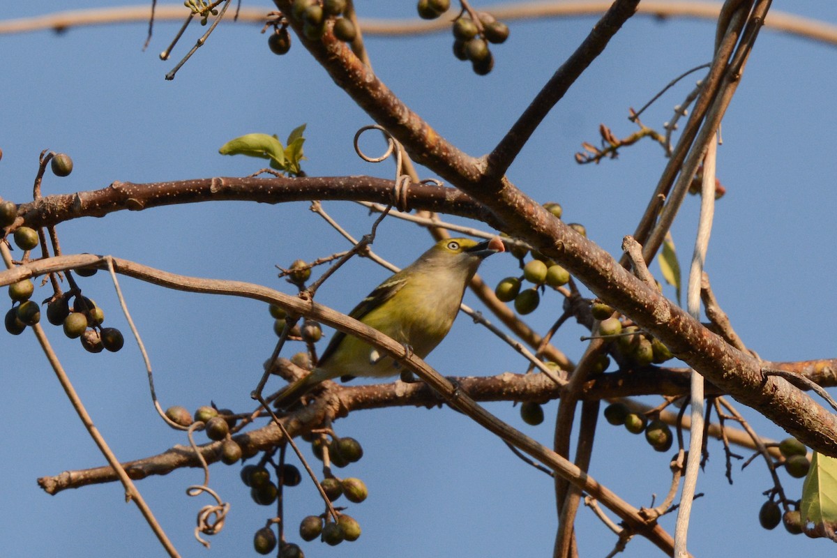 Weißaugenvireo - ML617693722