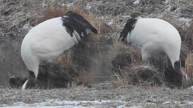 Grue du Japon - ML617693729