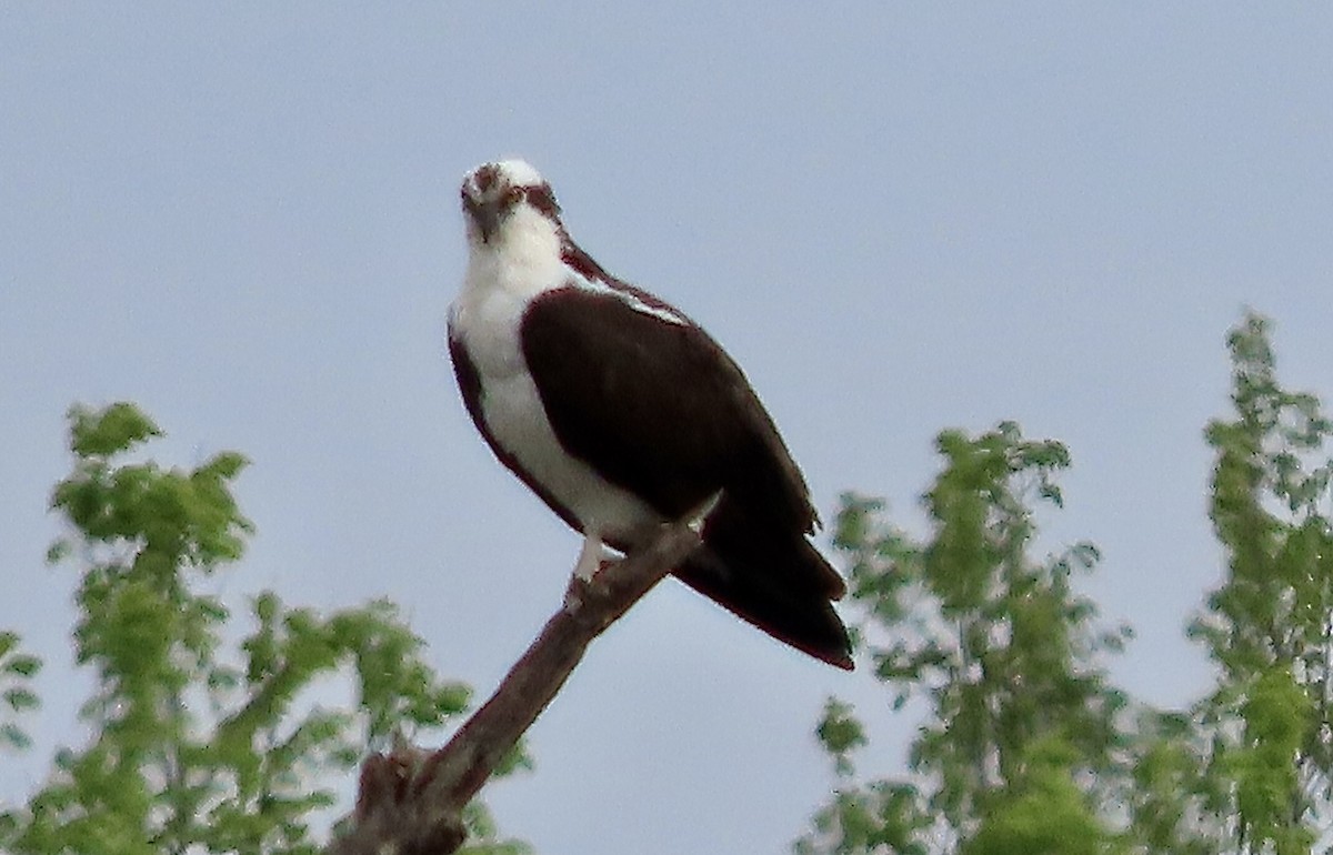 Osprey - Micky Louis