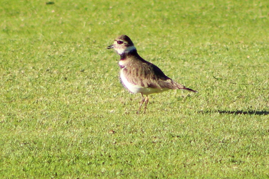 Killdeer - Audrey Gordon