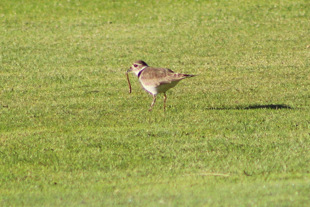 Killdeer - Audrey Gordon