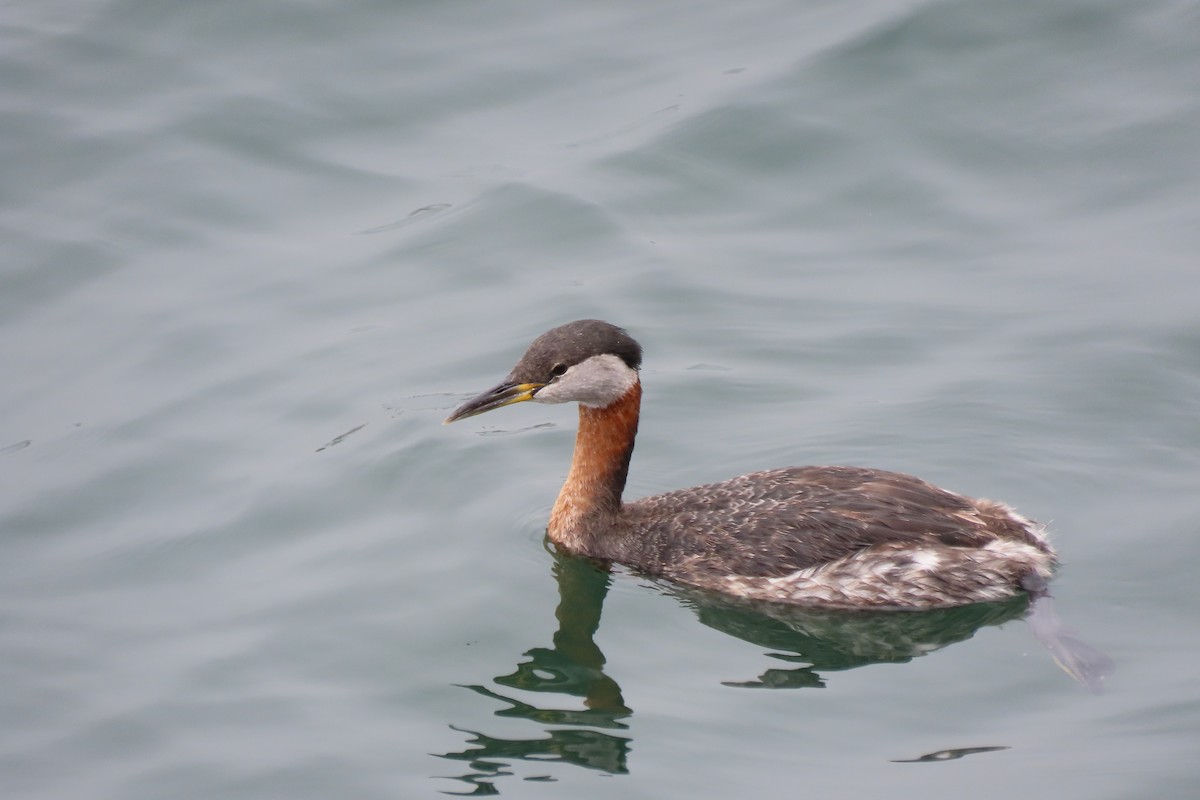Red-necked Grebe - Becky Turley