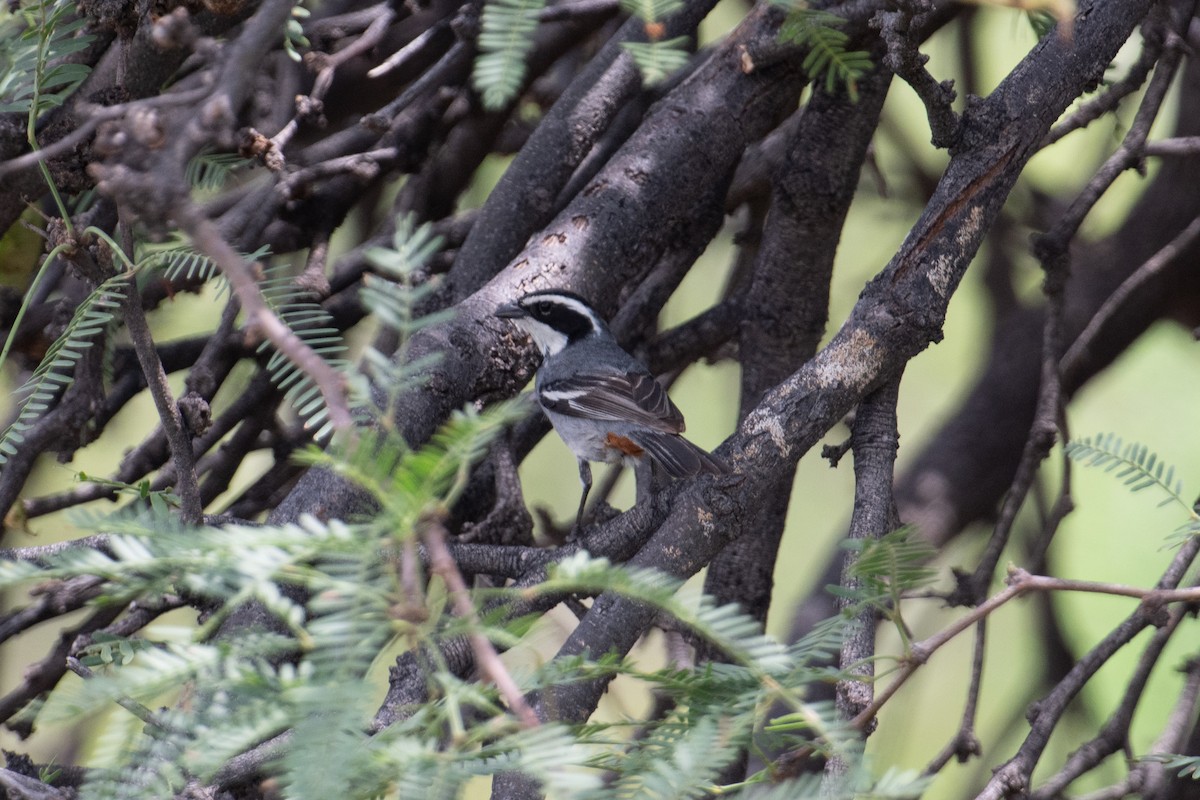 Ringed Warbling Finch - John C. Mittermeier