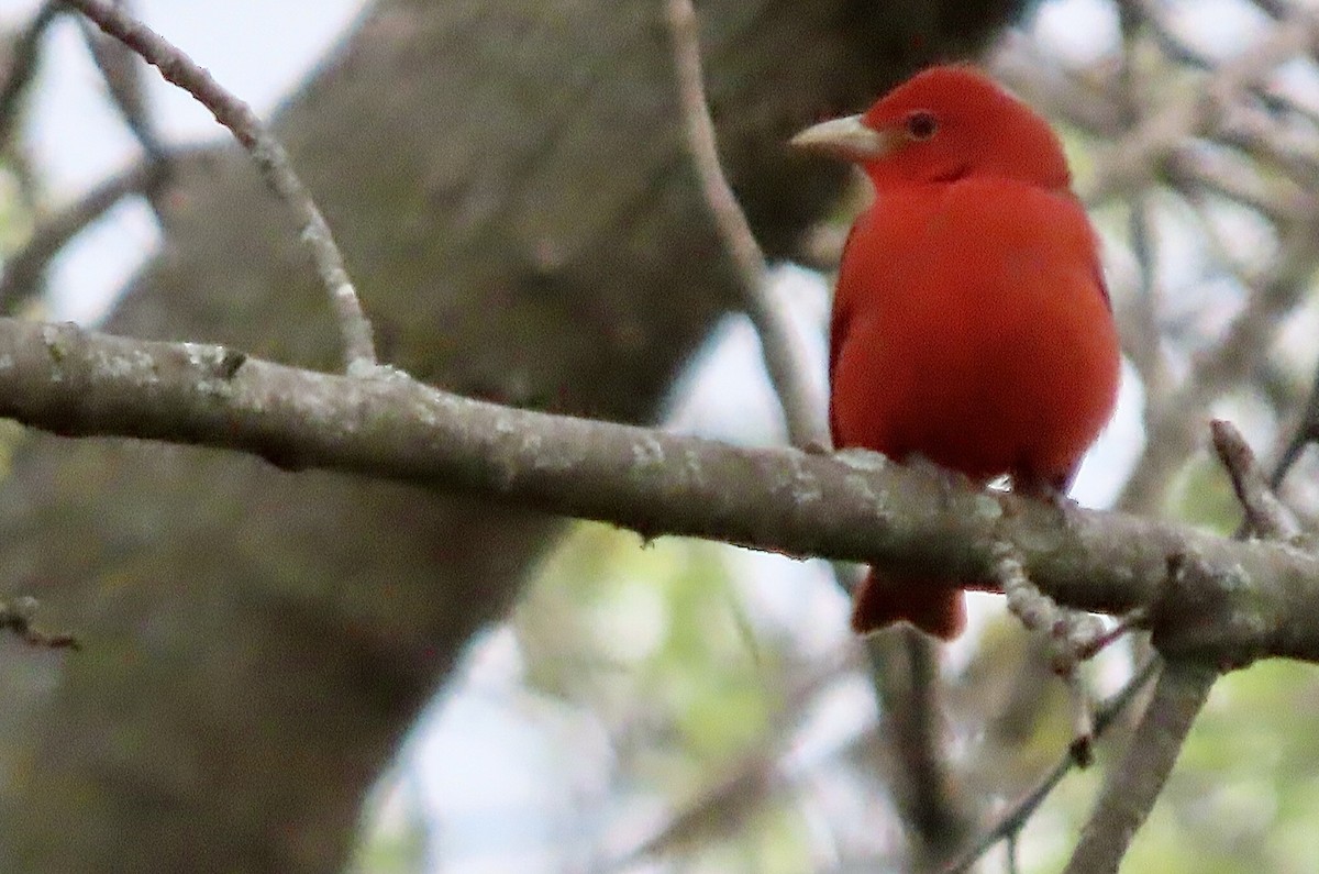 Summer Tanager - Micky Louis