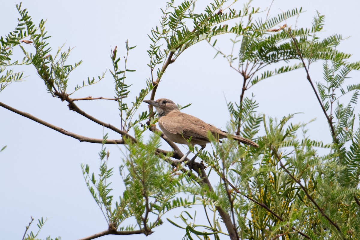 White-throated Cacholote - ML617693776