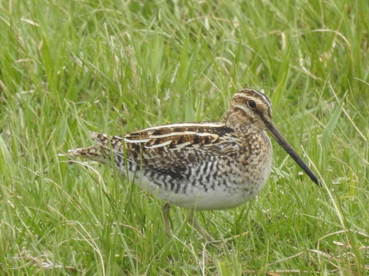 Wilson's Snipe - ML617693781