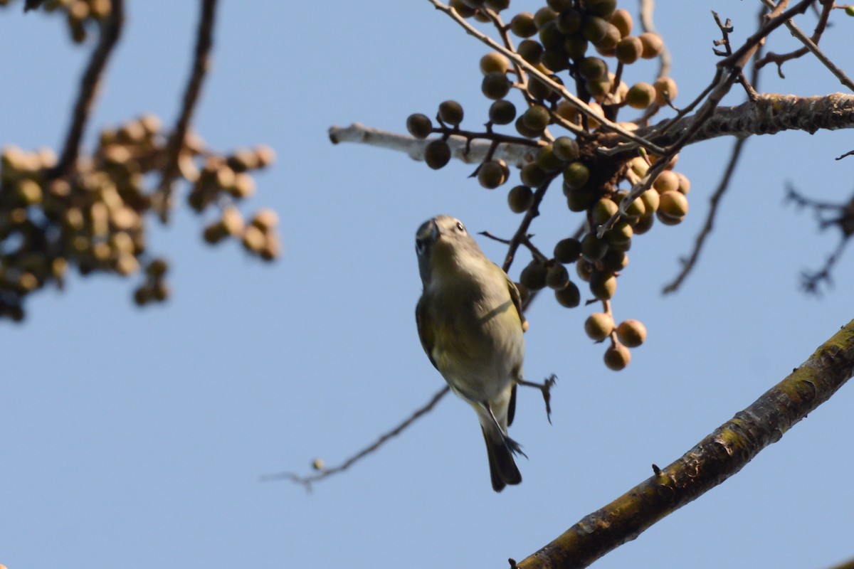 Cassinvireo - ML617693785
