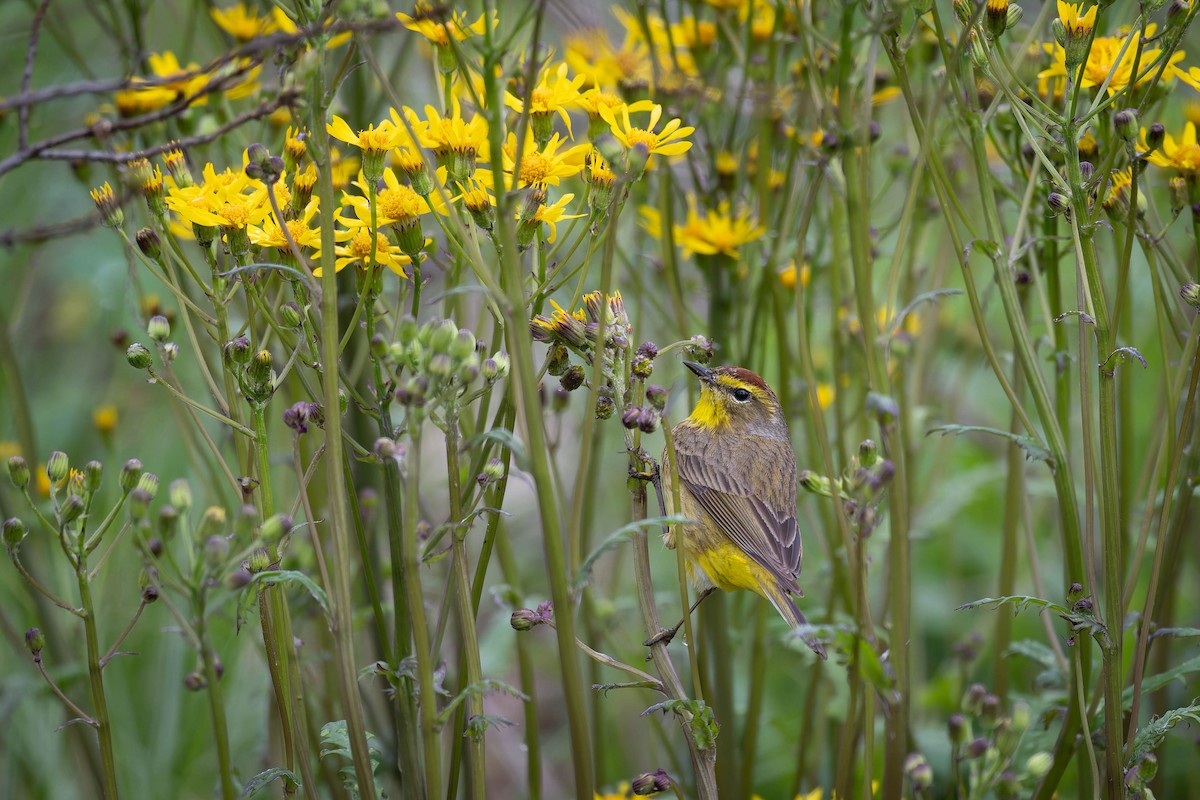 Palm Warbler - ML617693794