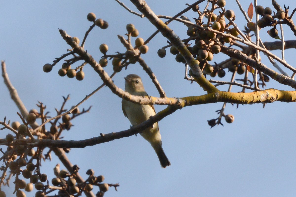 Eastern/Western Warbling Vireo - ML617693804