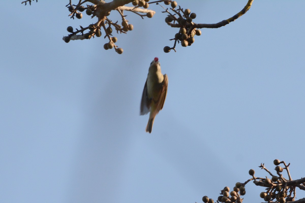 Eastern/Western Warbling Vireo - ML617693805