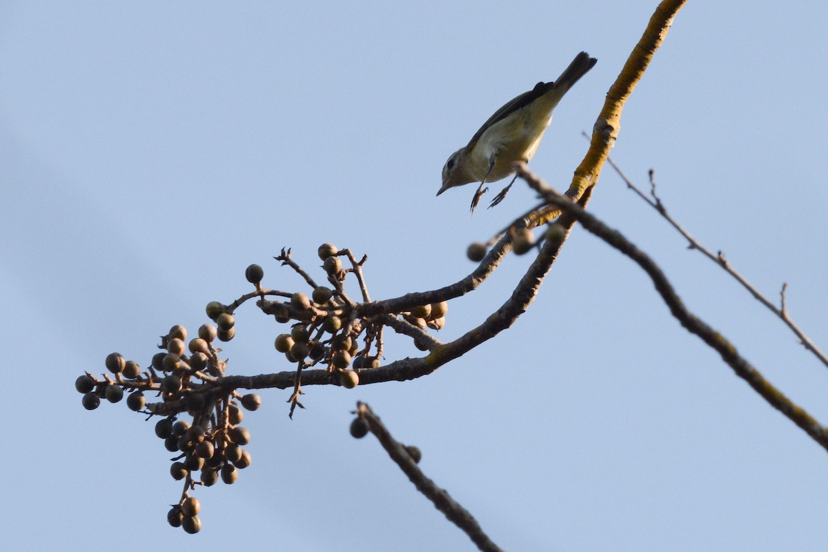 Eastern/Western Warbling Vireo - ML617693806