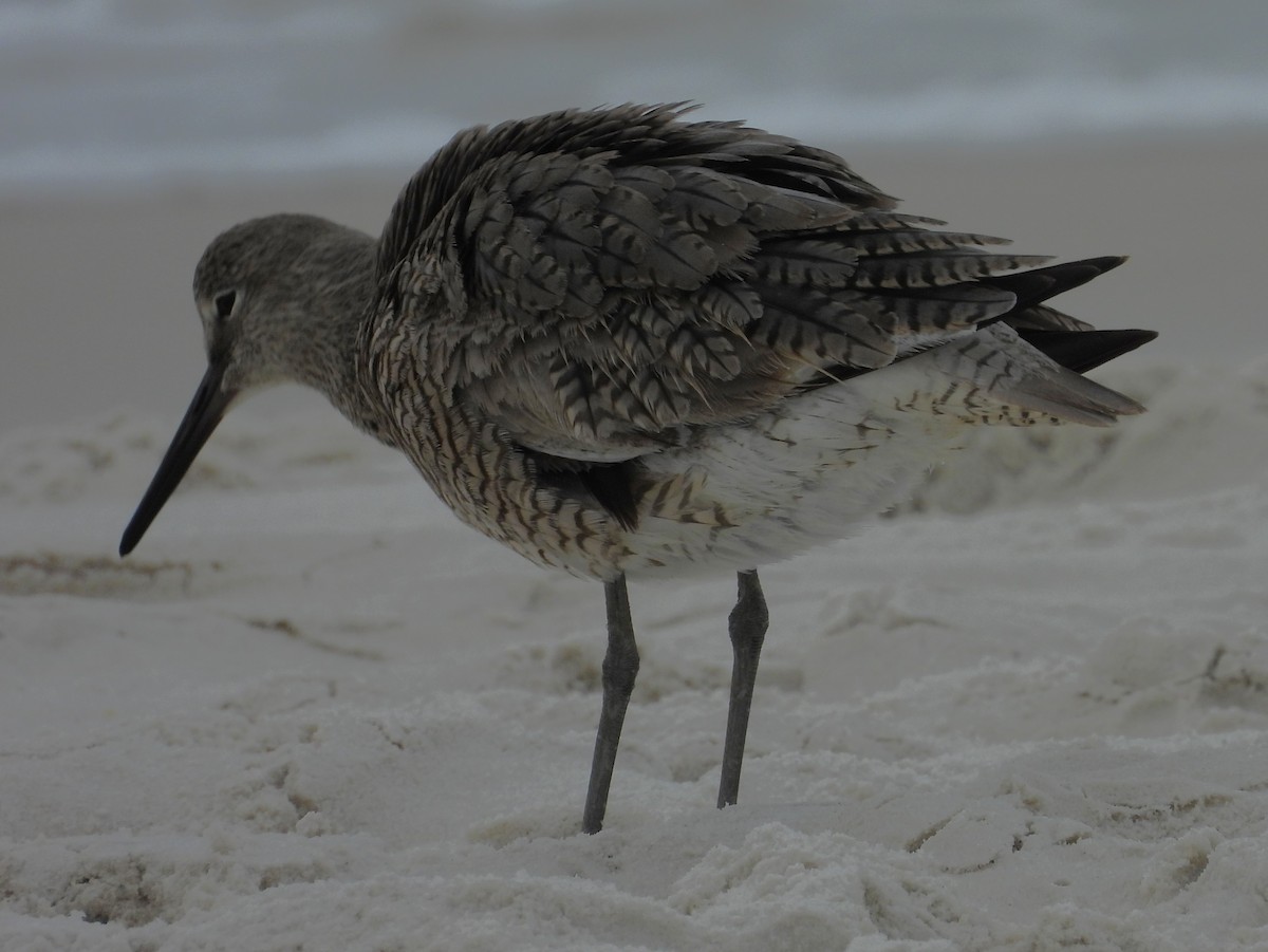 Willet - ML617693810