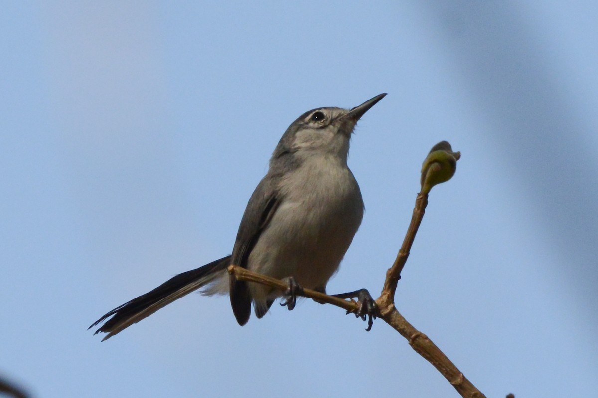 Weißzügel-Mückenfänger - ML617693843