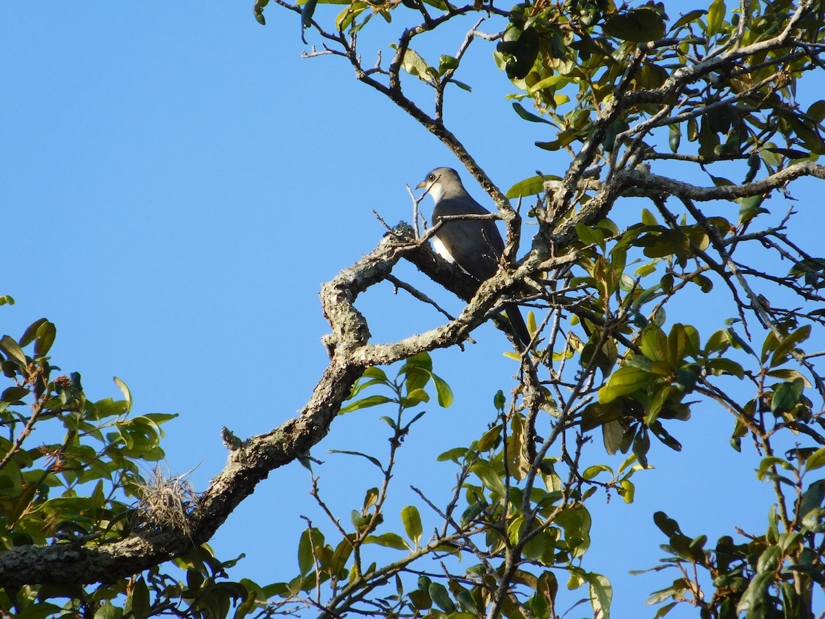 Yellow-billed Cuckoo - ML617693857