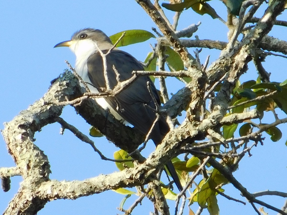 Yellow-billed Cuckoo - ML617693859