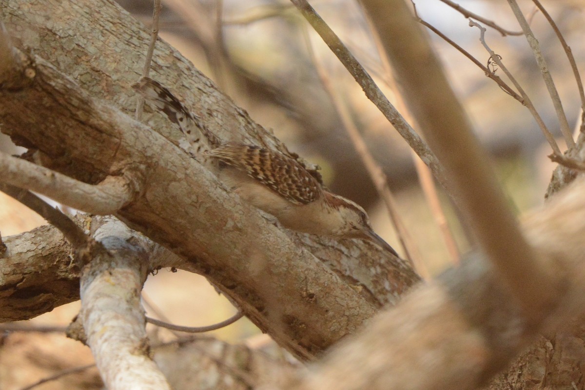 Sclaterzaunkönig - ML617693870