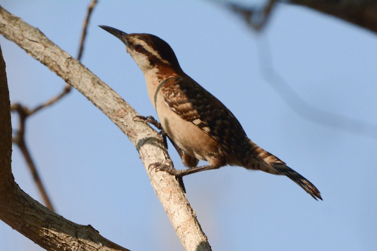 Sclaterzaunkönig - ML617693871