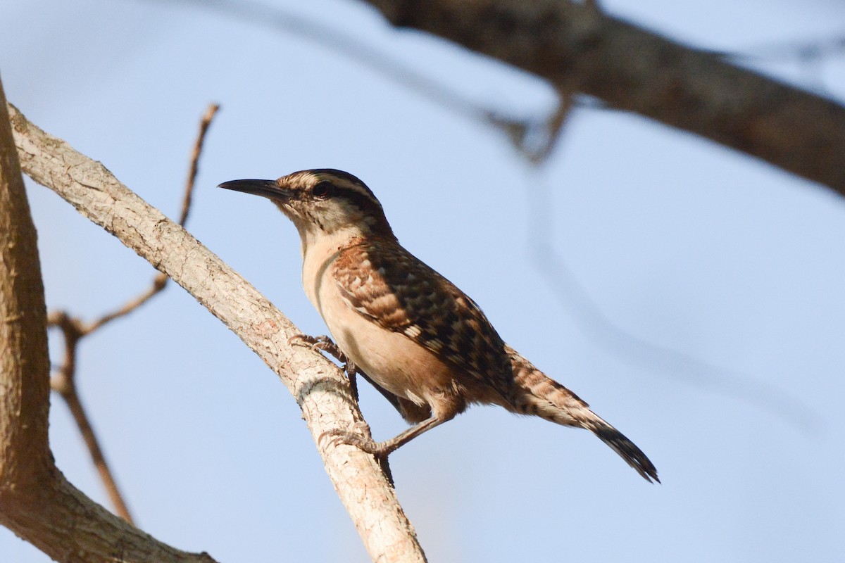 Sclaterzaunkönig - ML617693872