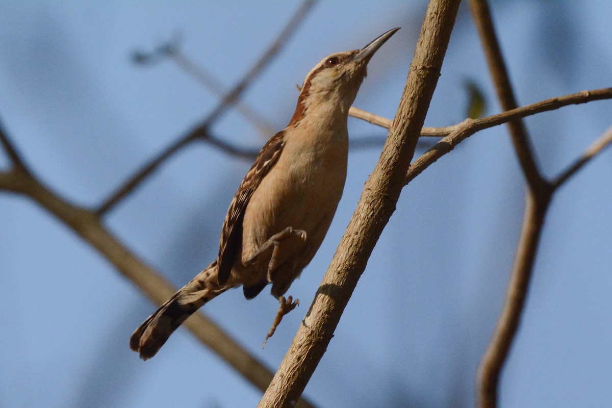 Sclaterzaunkönig - ML617693873