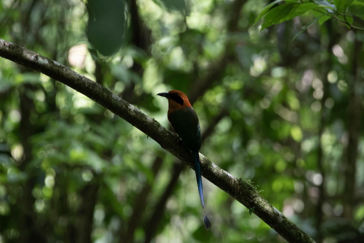 Rufous Motmot - ML617693879