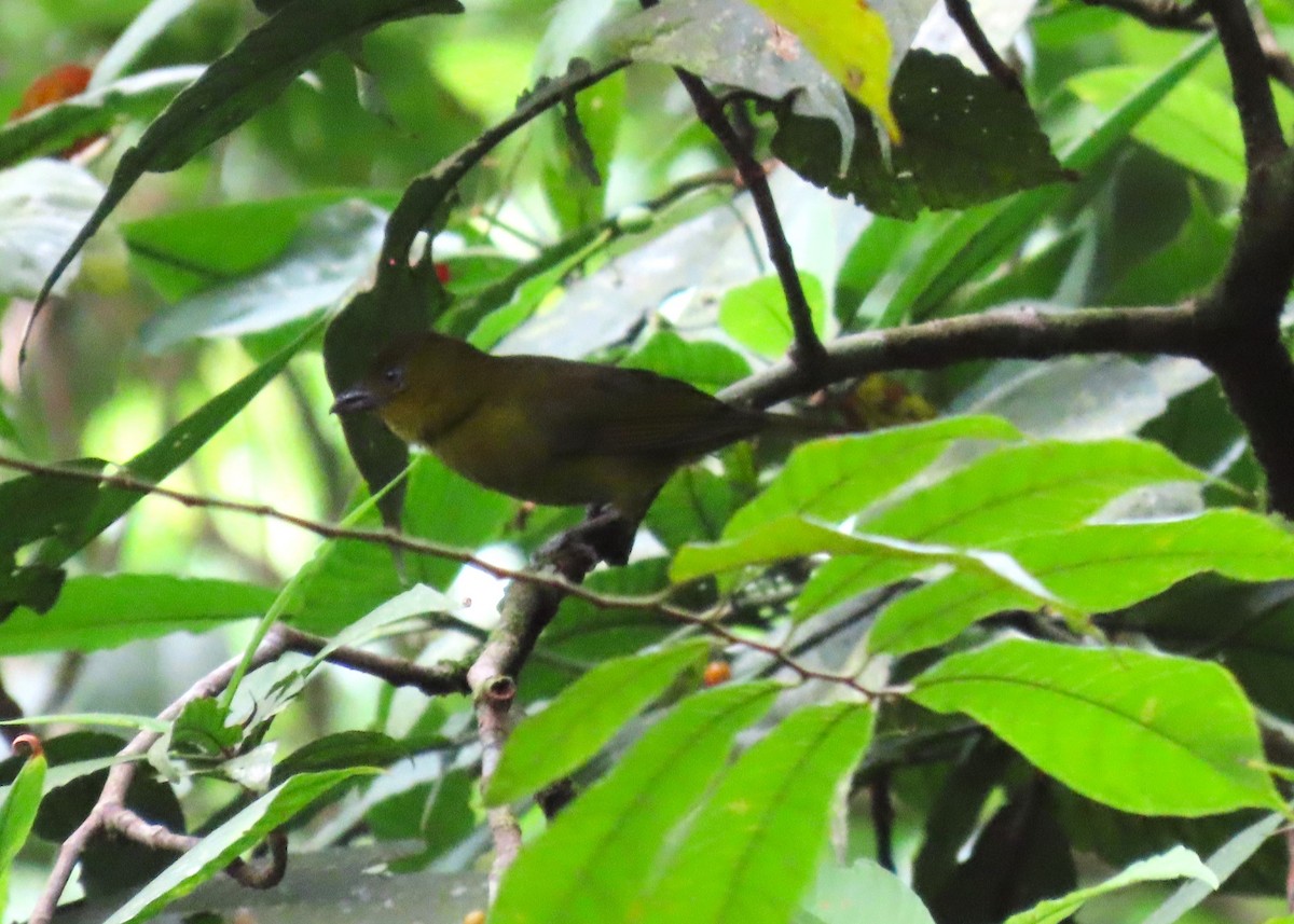 Carmiol's Tanager - Stu & Rynel Wickend