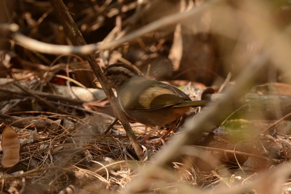 Olivrückenammer - ML617693882